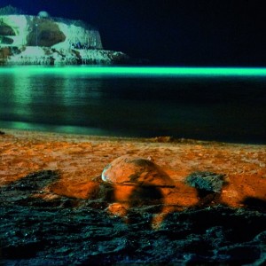 la tartaruga caretta nidifica a torre sant'andrea