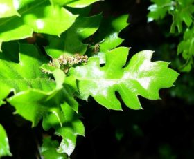 Convegno sulla tutela della “Quercia elegante” di Carpignano Salentino