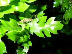 la quercia elegante di carpignano