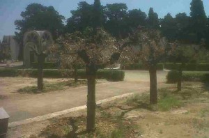 Definitiva estinzione delle querce di Piazzetta Matteotti dopo il trapianto al Cimitero?