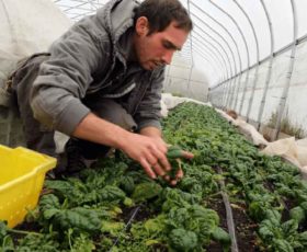 Agricoltura: cresce l’occupazione. Aumento dei posti di lavoro in Puglia