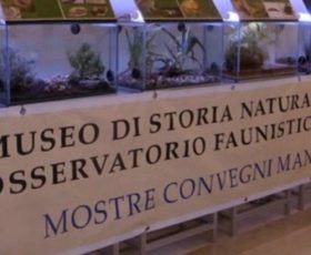 Il Museo di Storia Naturale di Calimera, una sconosciuta eccellenza del territorio