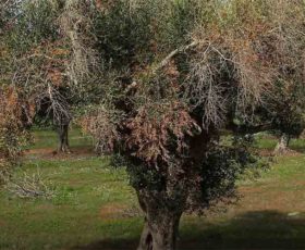 Dalla Regione Puglia 5 milioni di euro per aiutare le imprese agricole danneggiate dalla Xylella